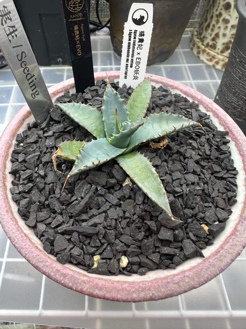 アガベ　ハイブリッド　楊貴妃×エボ妖炎