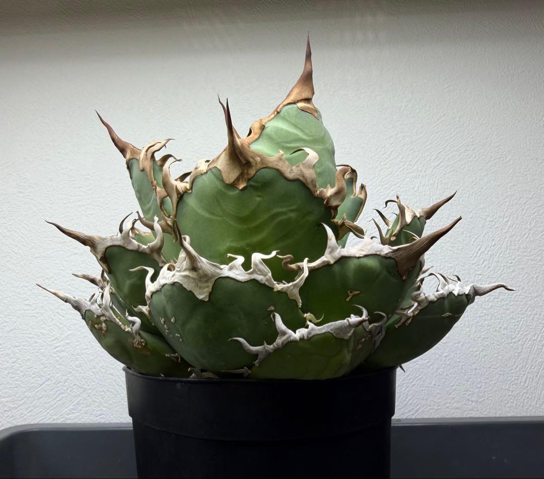 アガベ　シーザー　子株付き　特選株　チタノタ　鉢ごと　メルカリ便