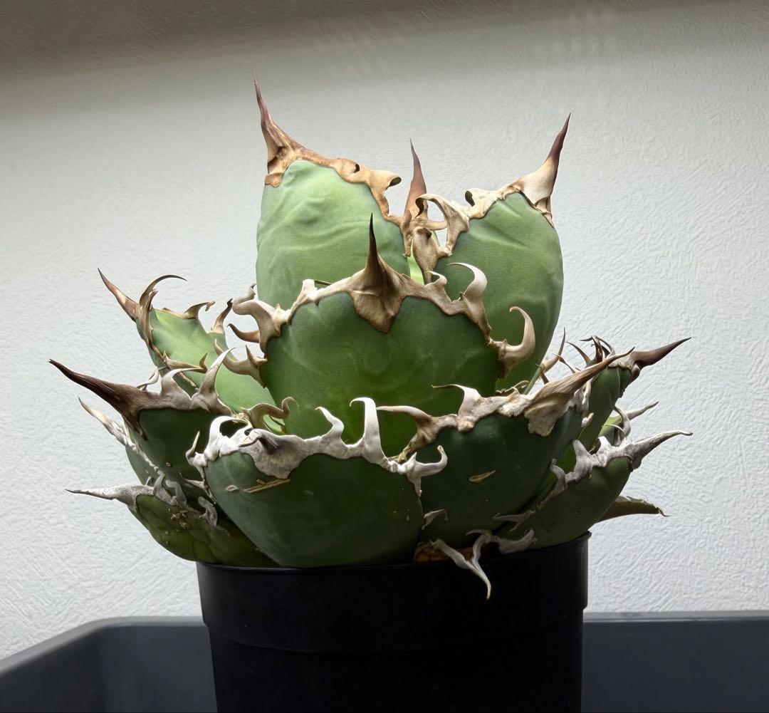 アガベ　シーザー　子株付き　特選株　チタノタ　鉢ごと　メルカリ便