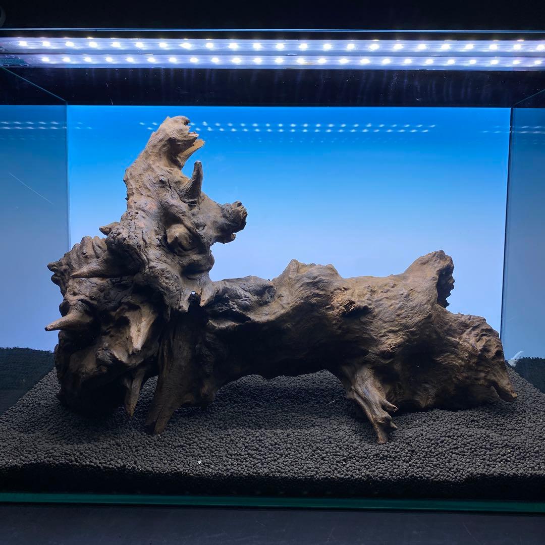 MRW-6570 特大自立赤系天然流木　1点物　流木　アクアリウム