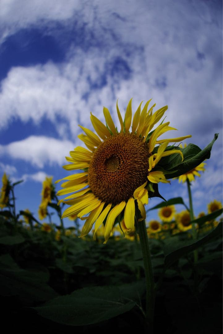 SIGMA 15mm F2.8 EX FISHEYE PENTAX Kマウント