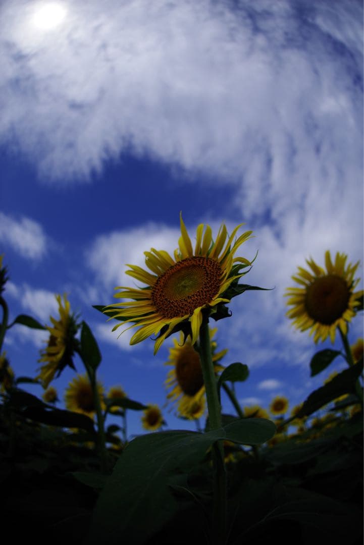 SIGMA 15mm F2.8 EX FISHEYE PENTAX Kマウント
