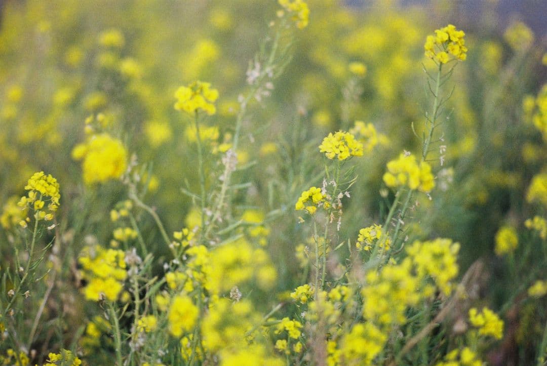 【美品】OLYMPUS E.ZUIKO AUTO-T F2.8 135mm