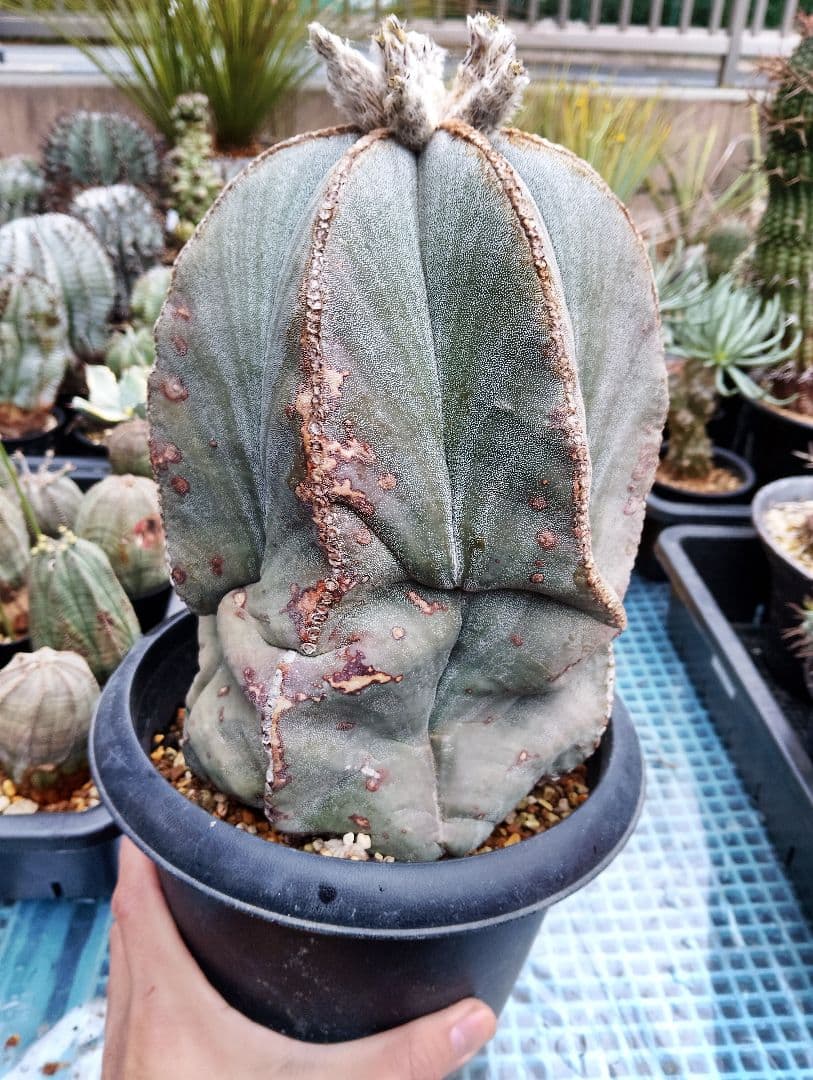 特大 古株 アストロフィツム ランポー 鸞鳳玉