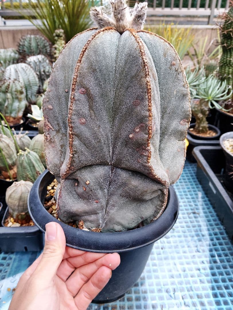 特大 古株 アストロフィツム ランポー 鸞鳳玉