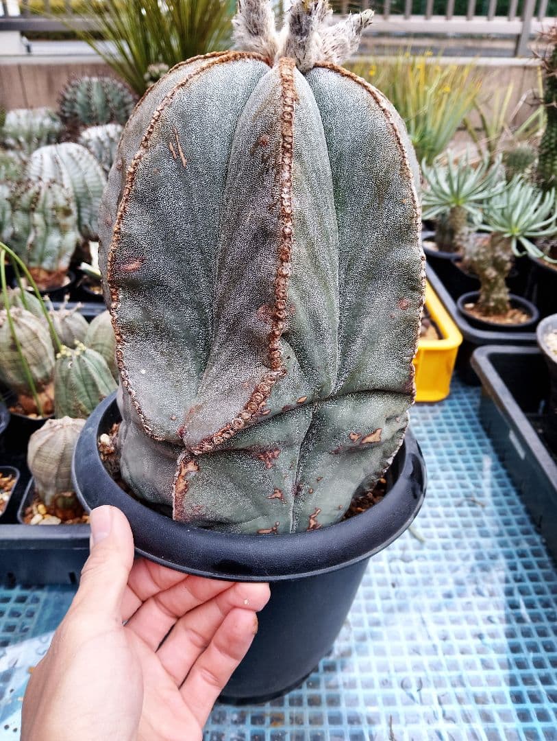 特大 古株 アストロフィツム ランポー 鸞鳳玉