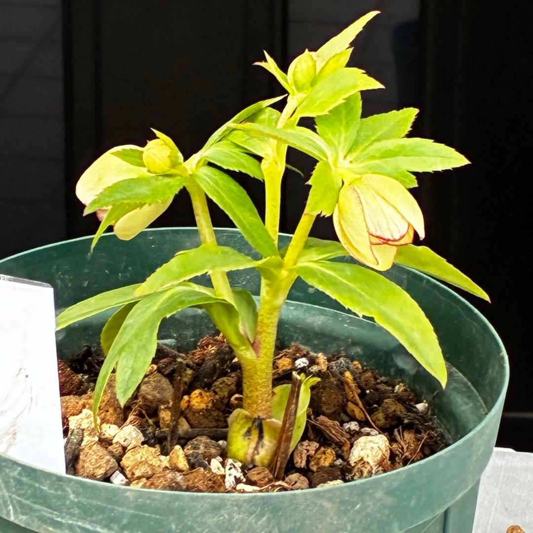 も*読様 3501☘️蕾花タグ付☘️糸ピコSD⭐️イエローフジタ⭐️小輪⭐️オー