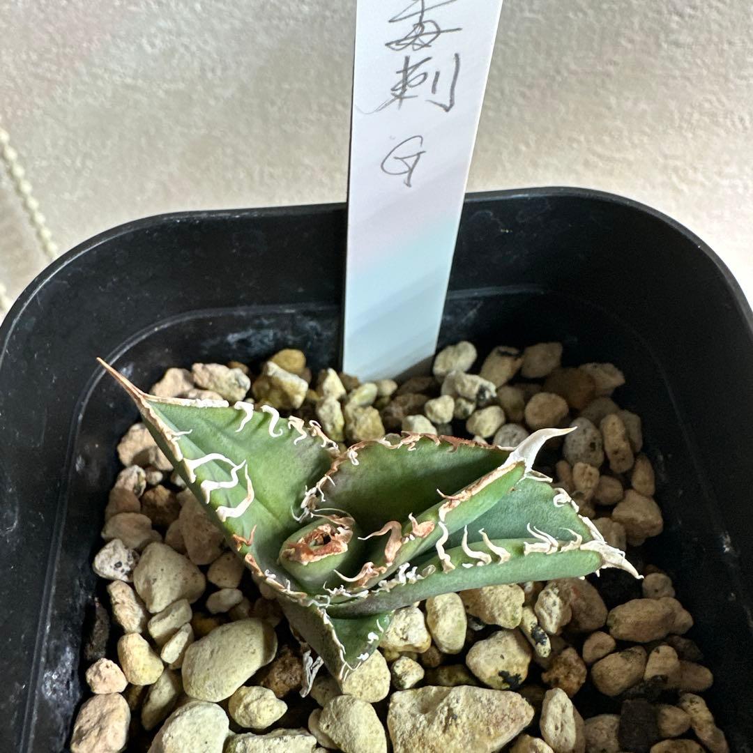アガベ　チタノタ　毒刺G 子株　毒刺
