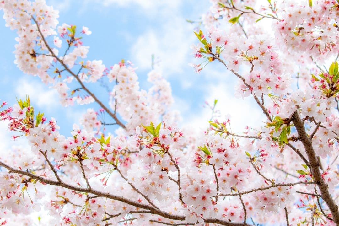 Nikon D5600ダブルズームレンズ + SIGMA30mmf1.4