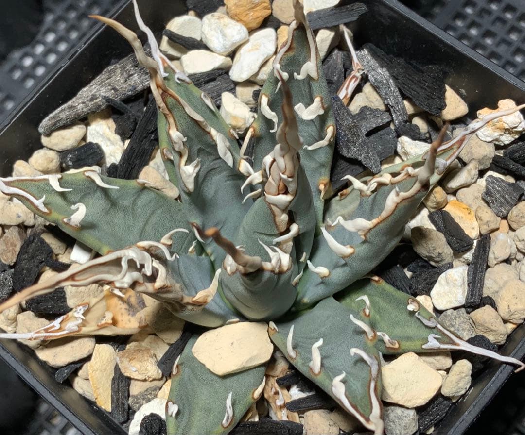 【コメント限定値引き中】エボリスピナ 陽炎 コレクション株①