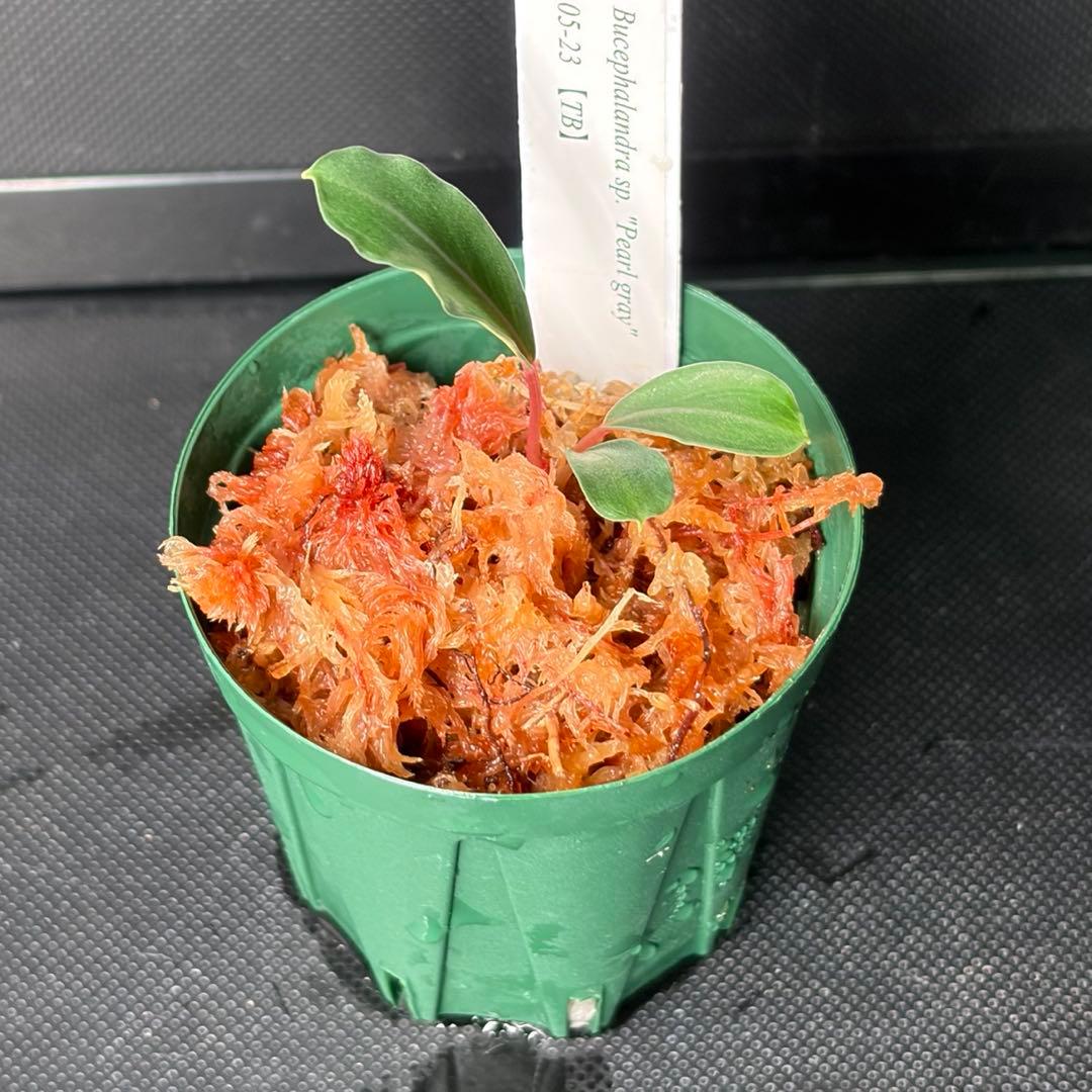 Bucephalandra sp. Pearl gray 05-23 TB便