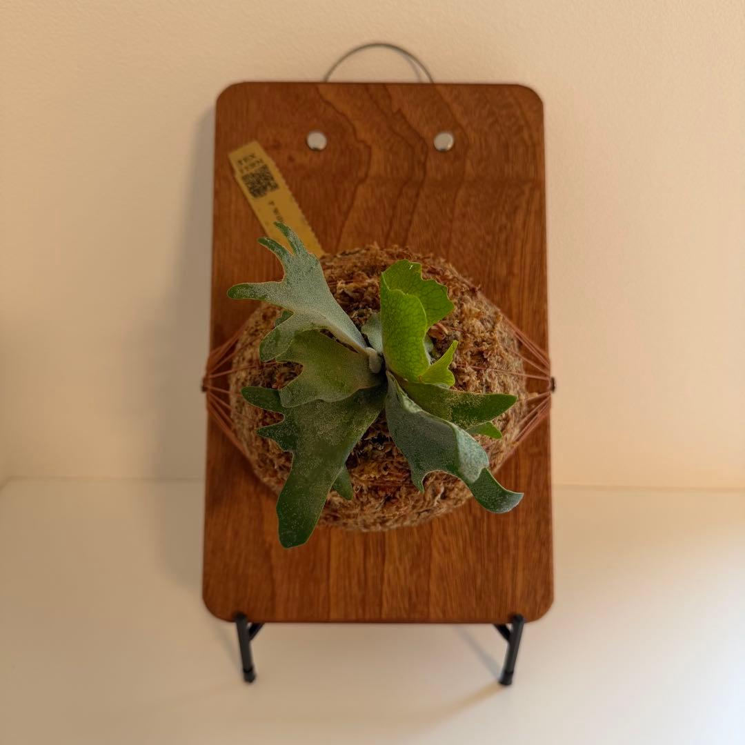 板付　ビカクシダ P. Willinckii Golden Boy