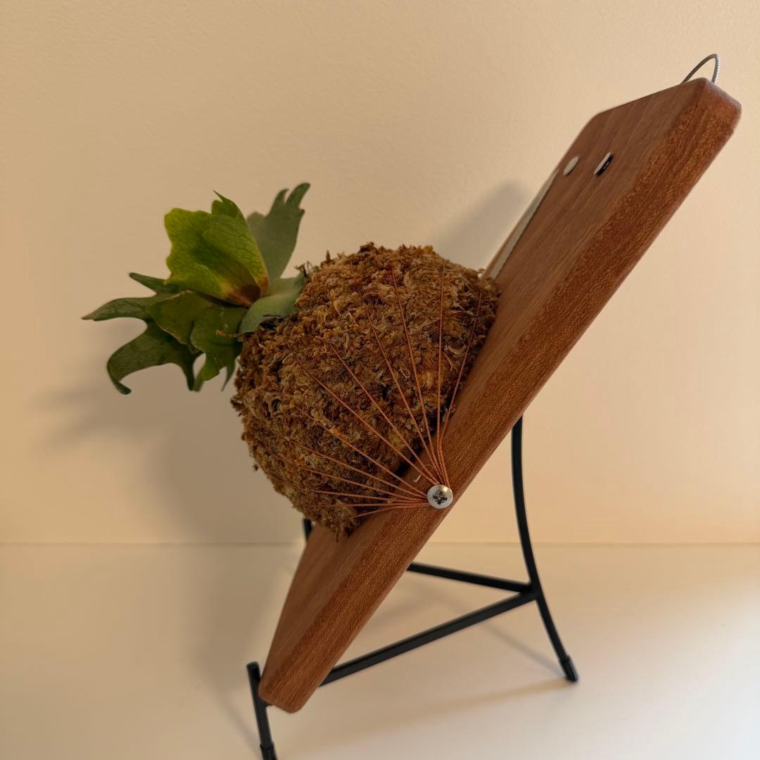 板付　ビカクシダ P. Willinckii Golden Boy