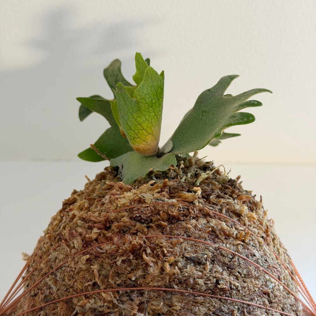 板付　ビカクシダ P. Willinckii Golden Boy