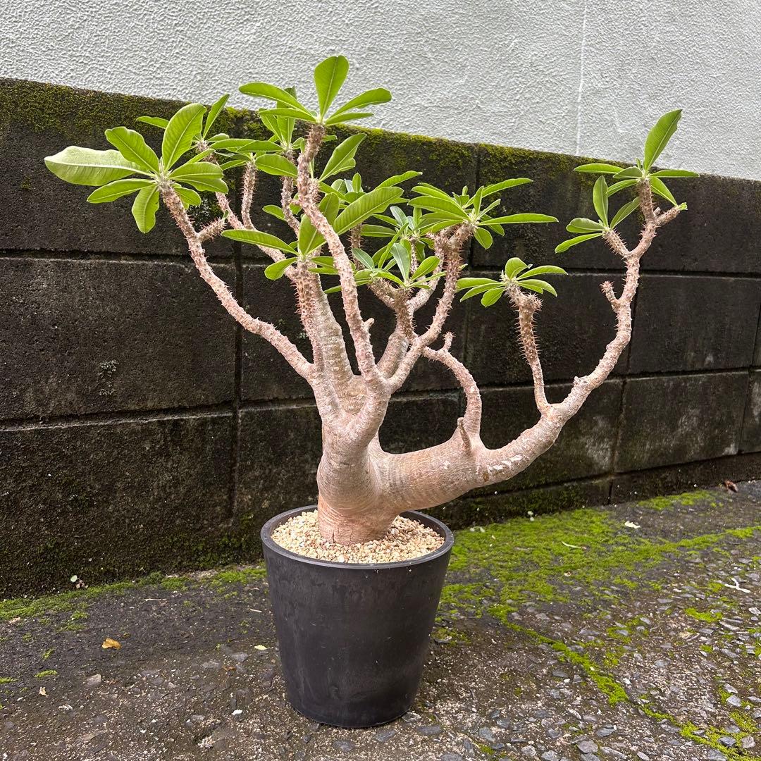 パキポディウム マカイエンセ 現地球 特大株 塊根植物 ビザールプランツ