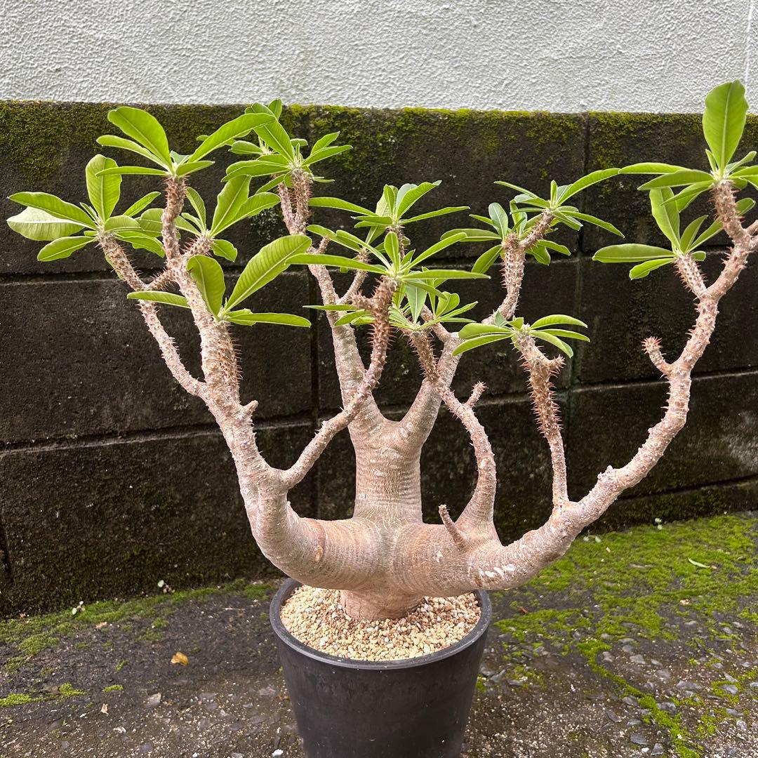 パキポディウム マカイエンセ 現地球 特大株 塊根植物 ビザールプランツ