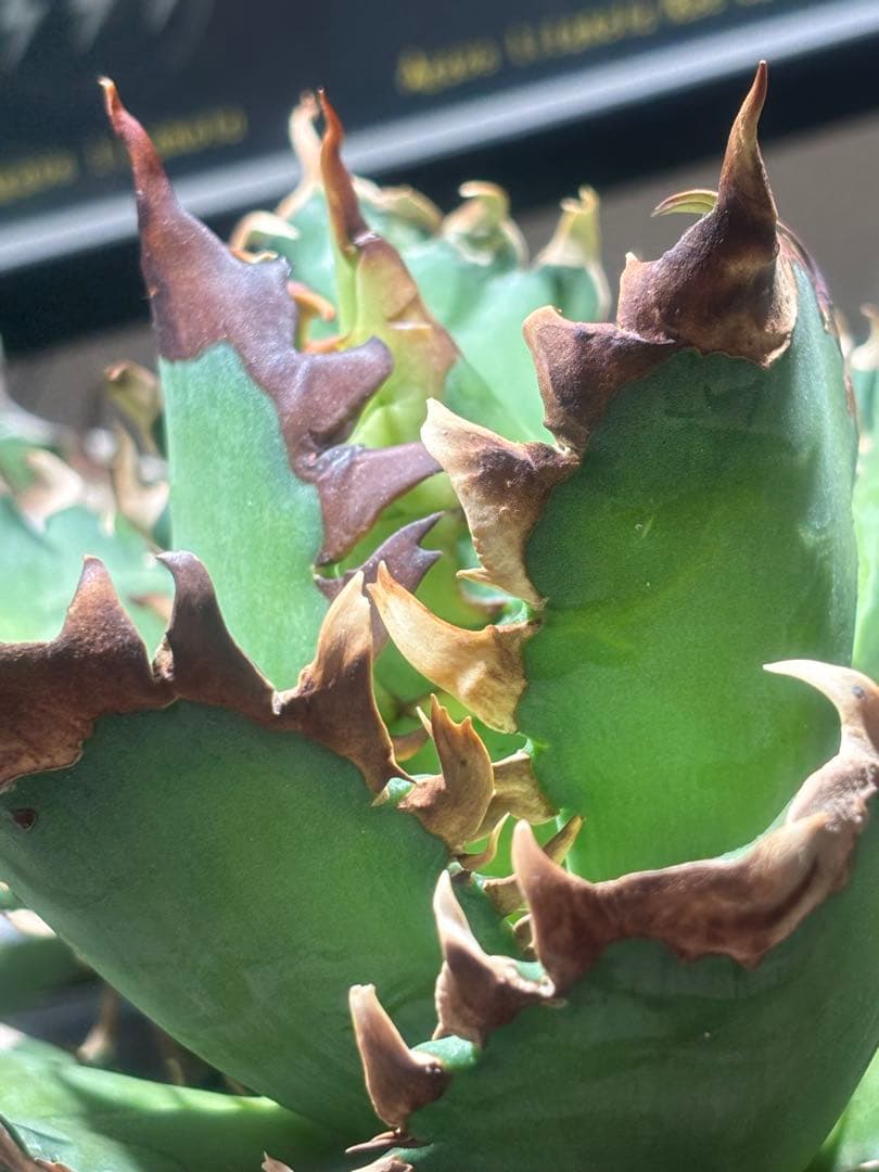 限定品！アガベチタノタレッドヴェノム（極上株）超S級激レアsuperイラン大株！