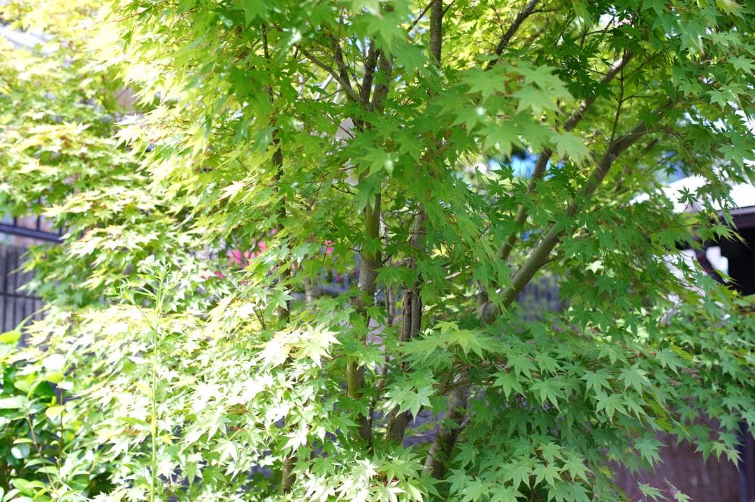 Nikon F アイレベル 後期