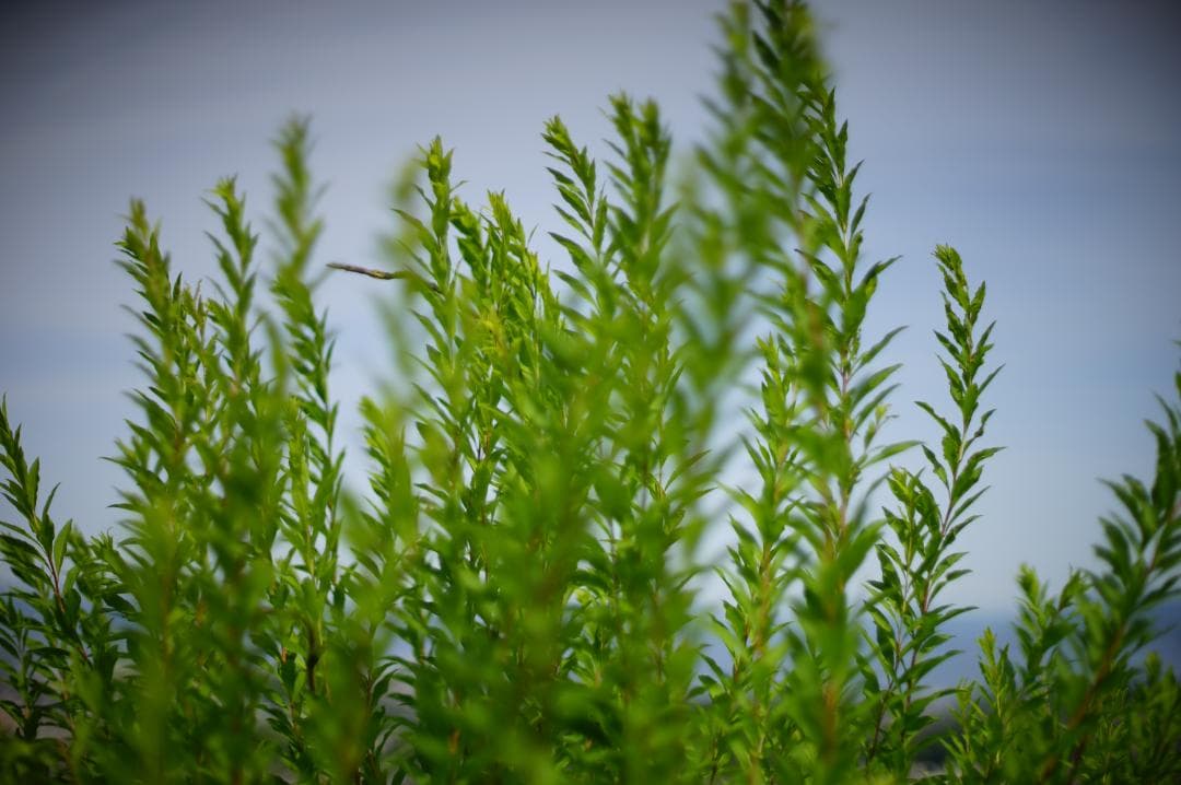 Nikon F アイレベル 後期