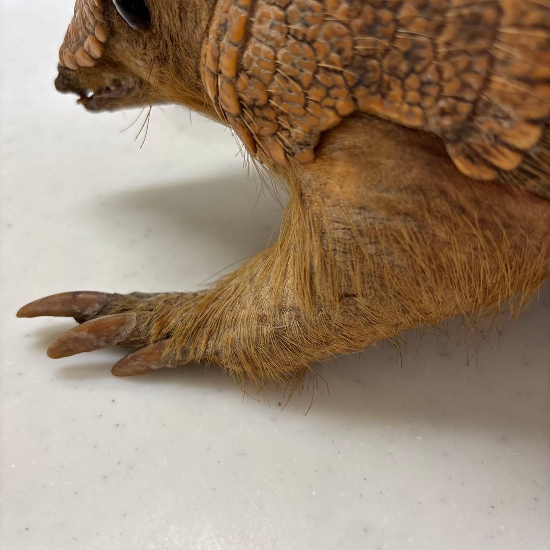 アルマジロ剥製