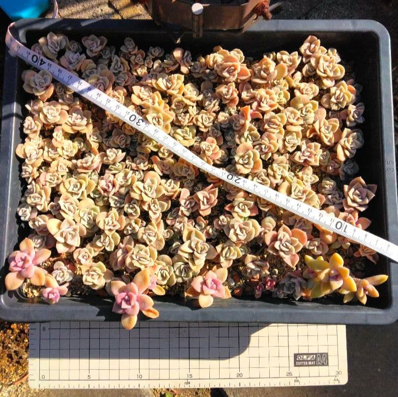 ラブリーローズピンク約150カット苗（とても小さな苗あり、ラブリーローズ苗のみ）