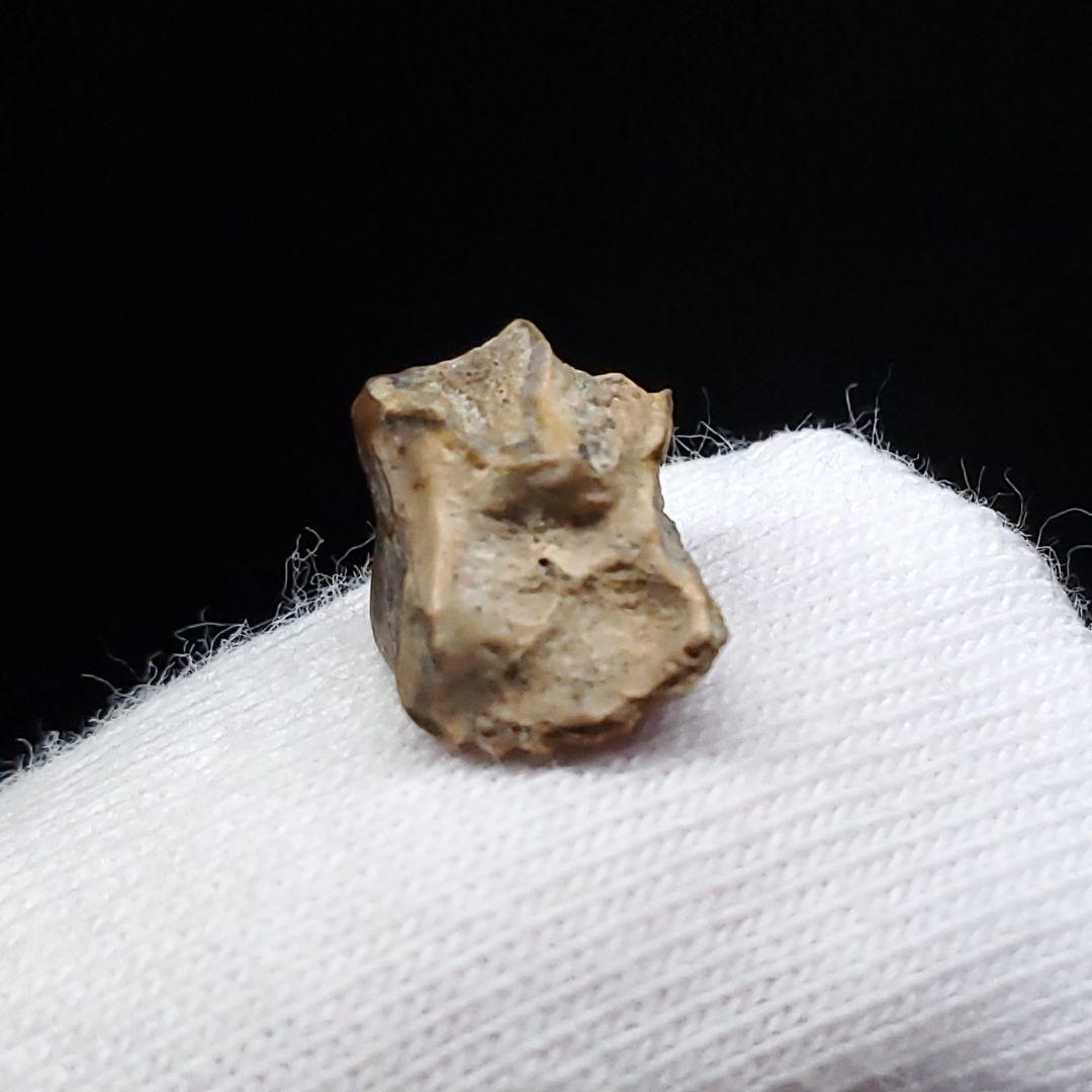 希少 ブラキロフォサウルス 化石 歯 恐竜 モンタナ州産 7.46mm fr85