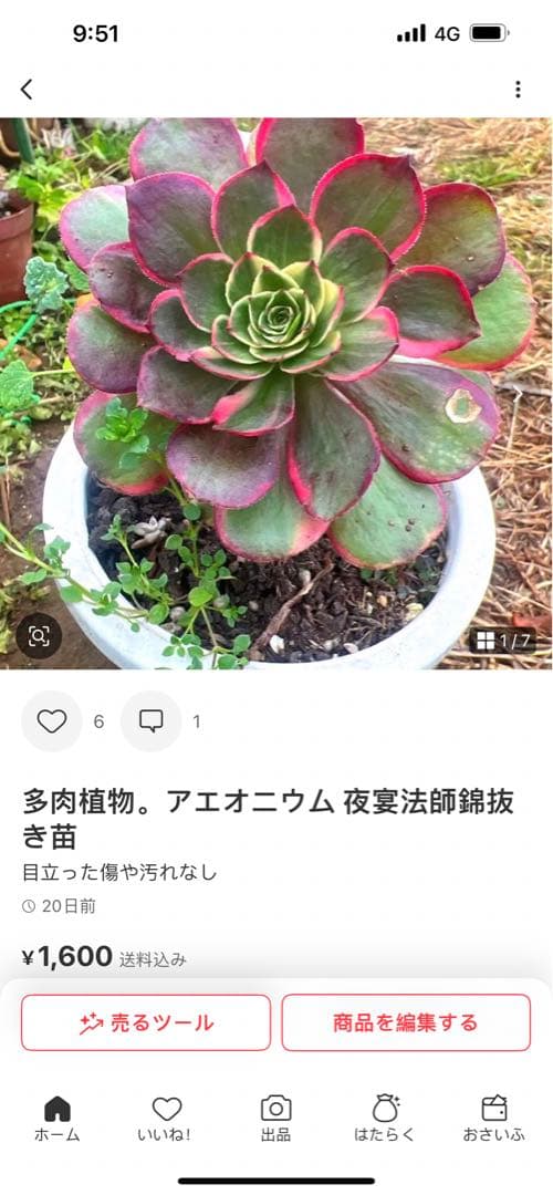 多肉植物　淡雪錦.抜き苗4株..法師錦1株