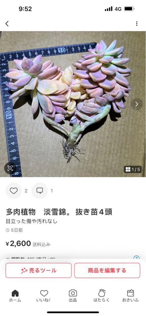 多肉植物　淡雪錦.抜き苗4株..法師錦1株