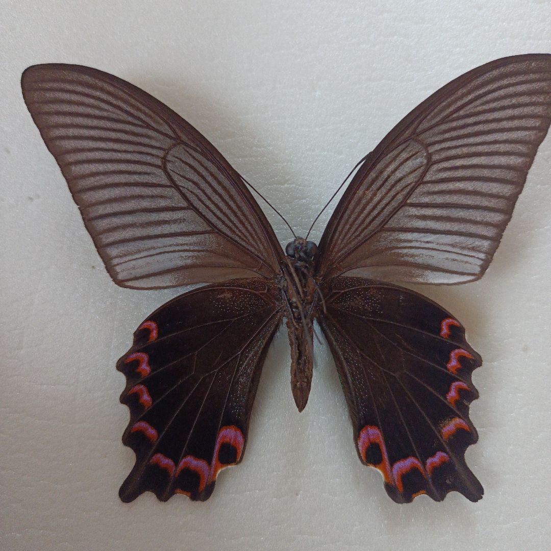 【蝶標本】Papilio dialis 海南島亜種！ 激レア