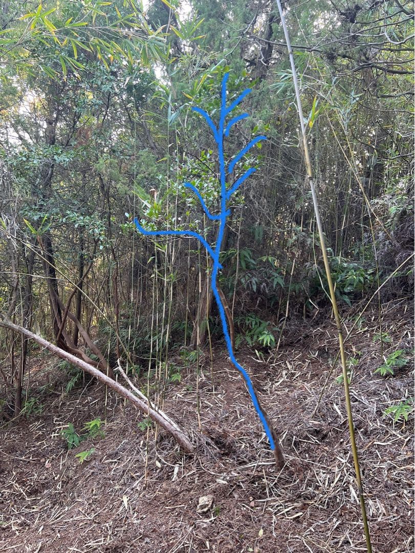 現品　ヒサカキ　ビシャコ　姫榊　特大苗　2.5mほど　山採り