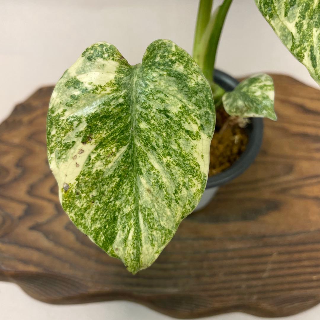 ユ*キ様 a14モンステラ　デリシオーサ　レガシー　斑入り