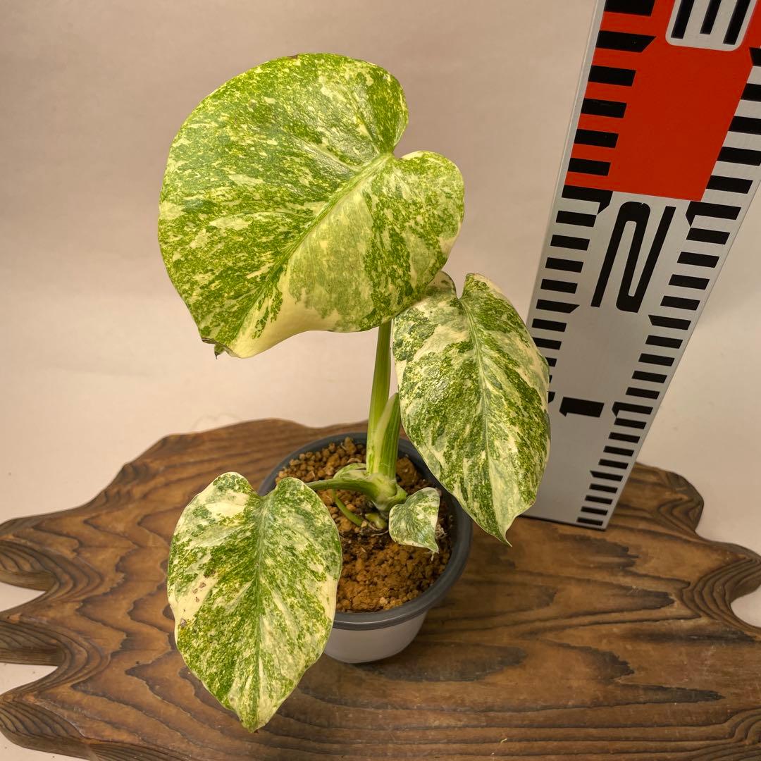 ユ*キ様 a14モンステラ　デリシオーサ　レガシー　斑入り