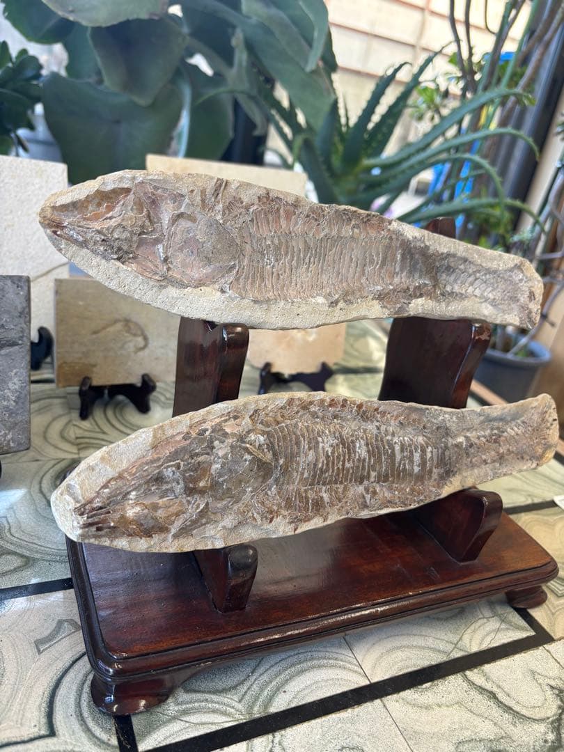 台付　アスピドリンクス　魚　化石　鉱石　希少　インテリア