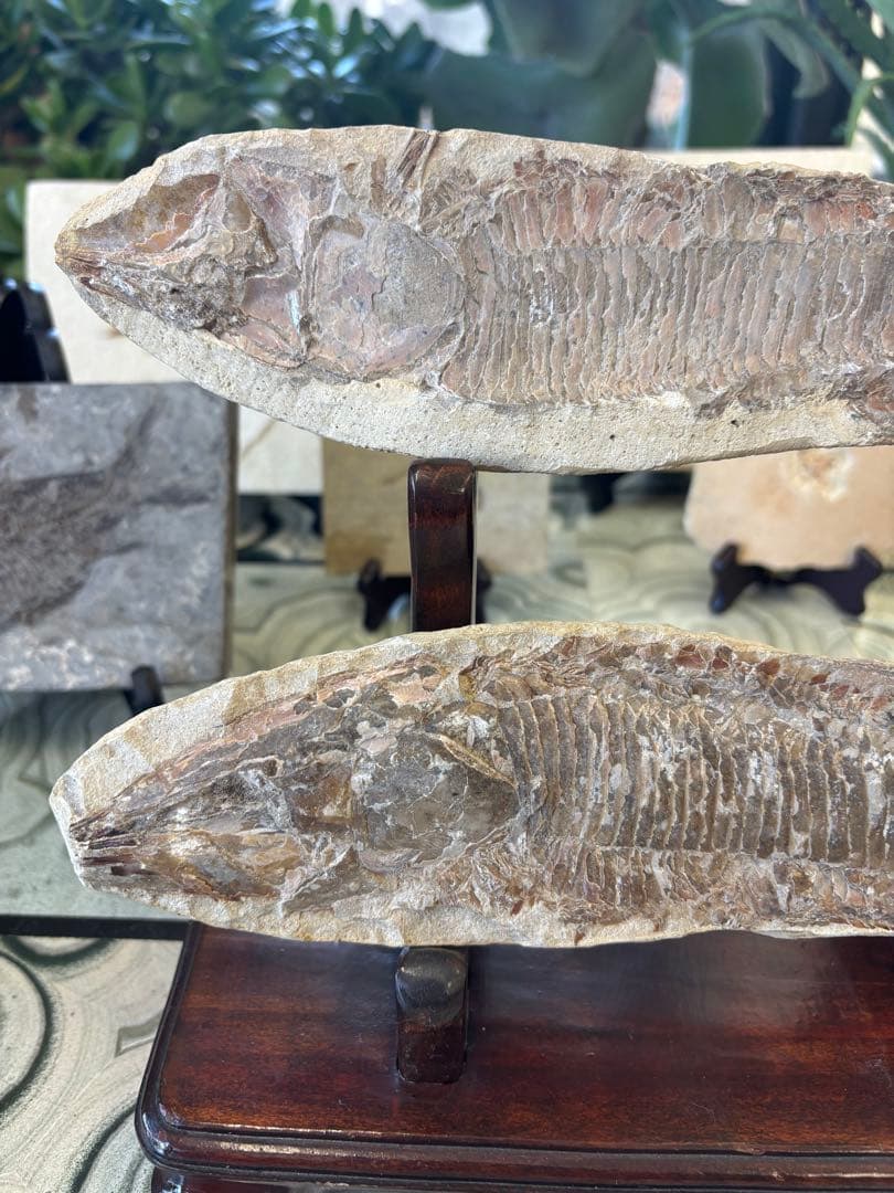 台付　アスピドリンクス　魚　化石　鉱石　希少　インテリア