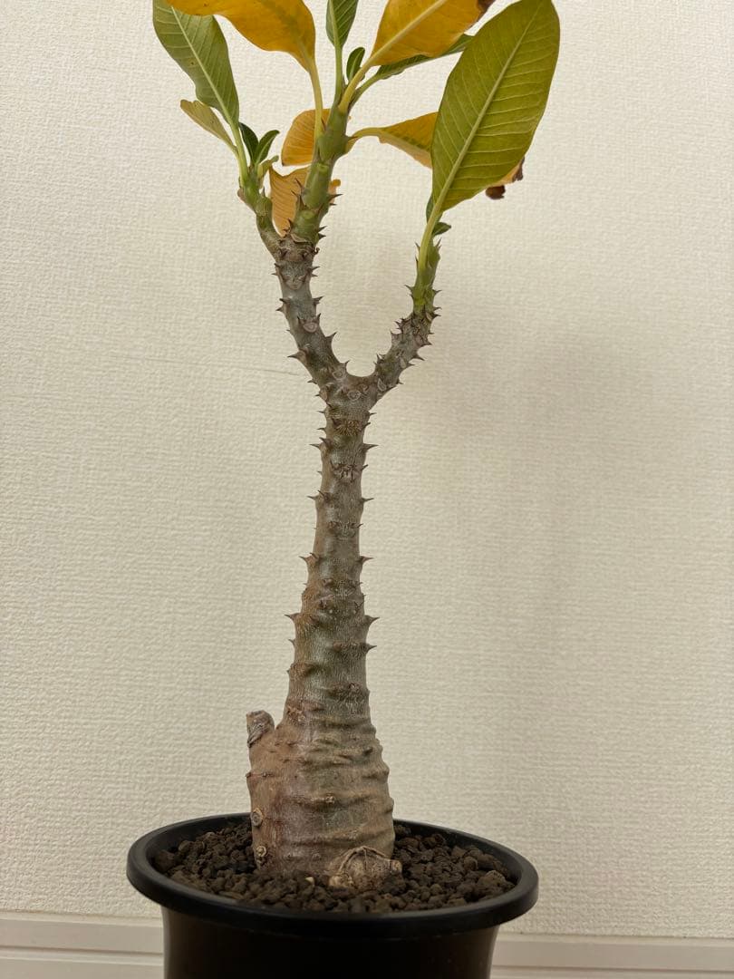 国内実生開花株　パキポディウム　ウィンゾリー