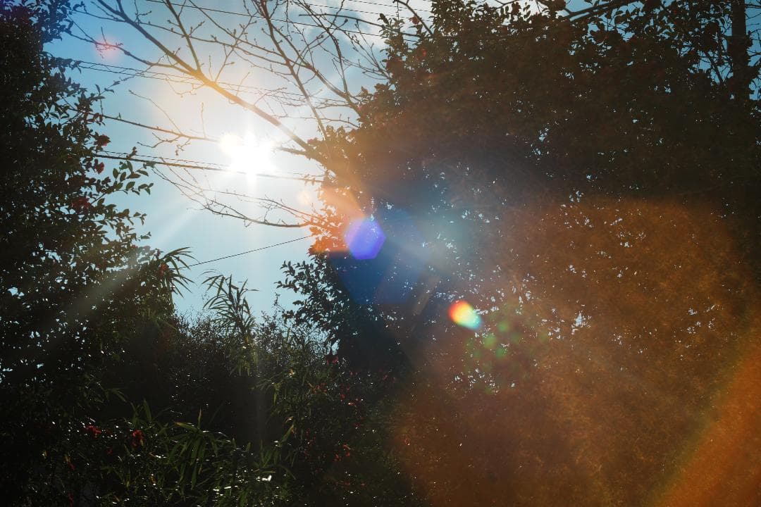 【希少8枚】Pentax Super Takumar 50mm F1.4 050