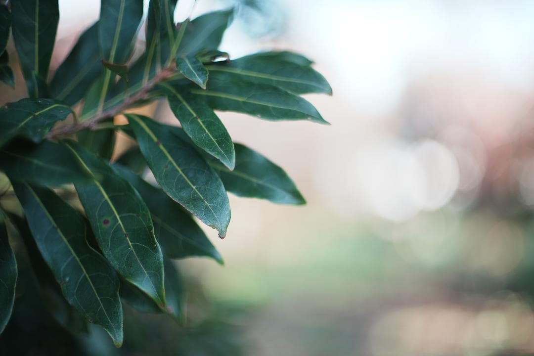 【希少8枚】Pentax Super Takumar 50mm F1.4 050