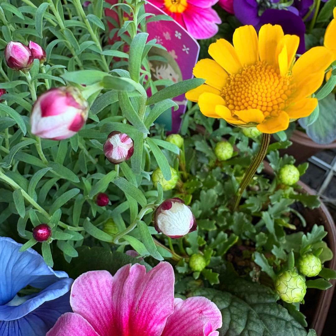 8345☆長く楽しむ☆同鉢で３鉢セット☆お得です❣️