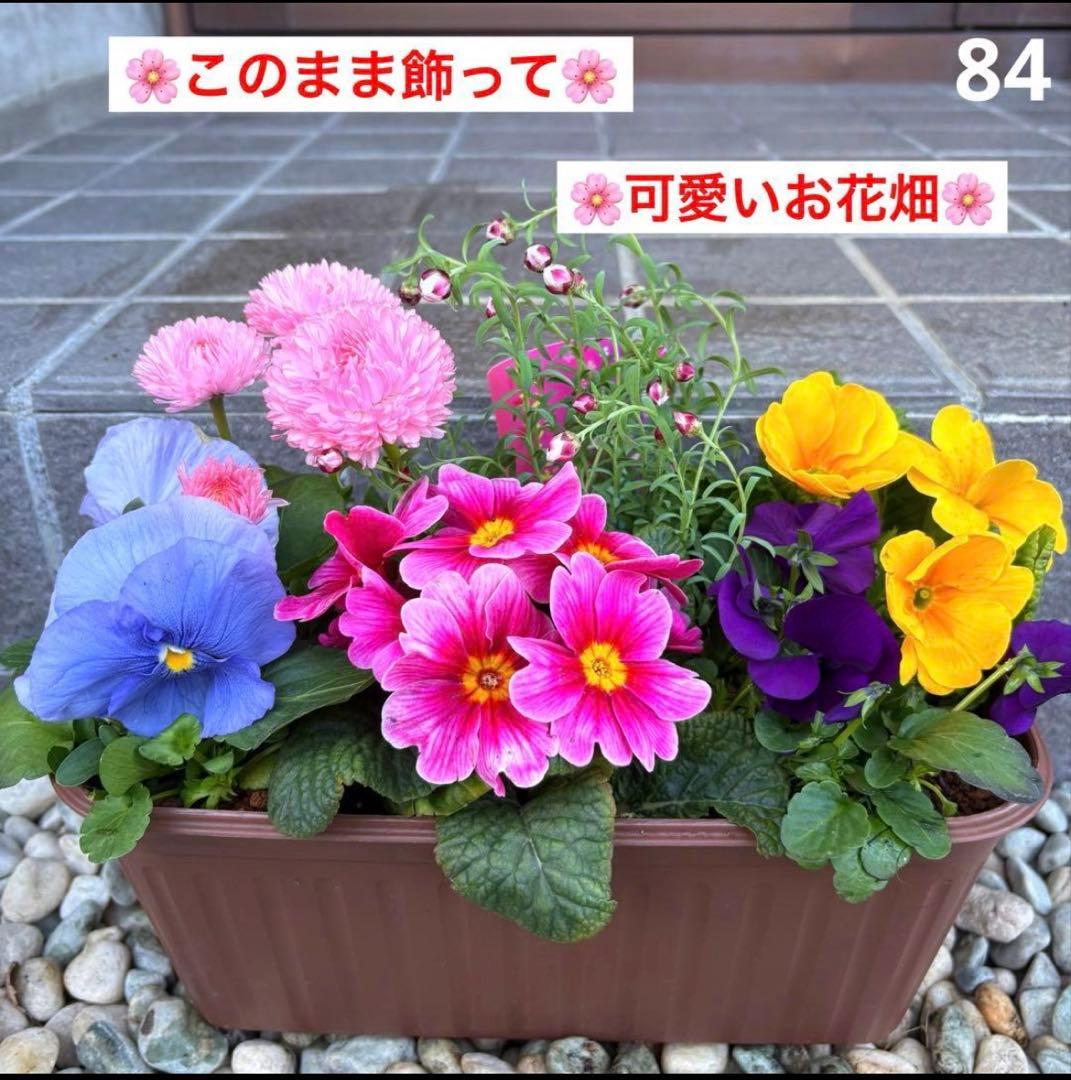 8345☆長く楽しむ☆同鉢で３鉢セット☆お得です❣️