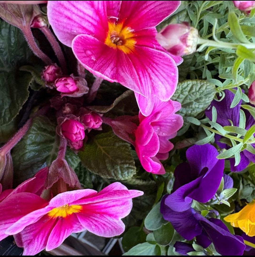 8345☆長く楽しむ☆同鉢で３鉢セット☆お得です❣️