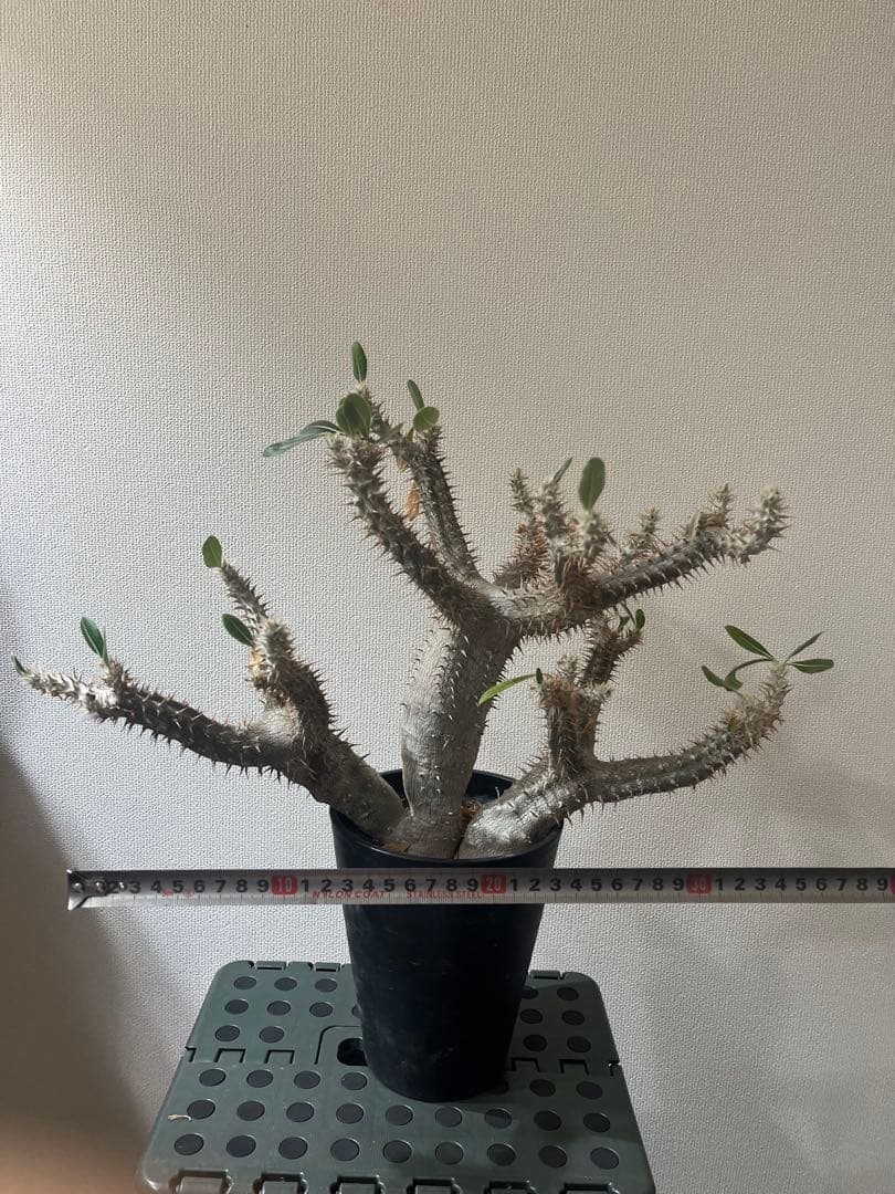 パキポディウム伊藤ハイブリッド　特大株❗️