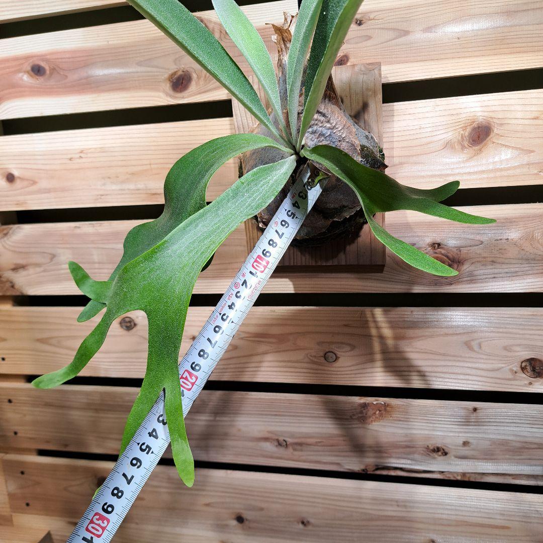 P. PS-1【ビカクシダ　PS-1】