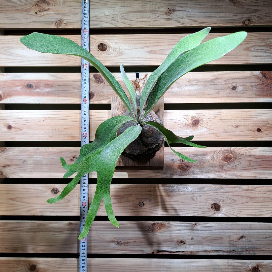 P. PS-1【ビカクシダ　PS-1】