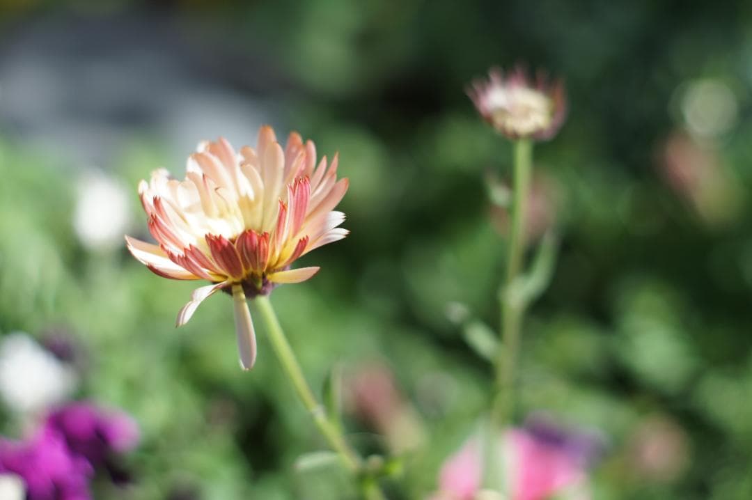極美フレア_作例有✨ PENTAX スーパータクマー 55mm f1.8 前期型