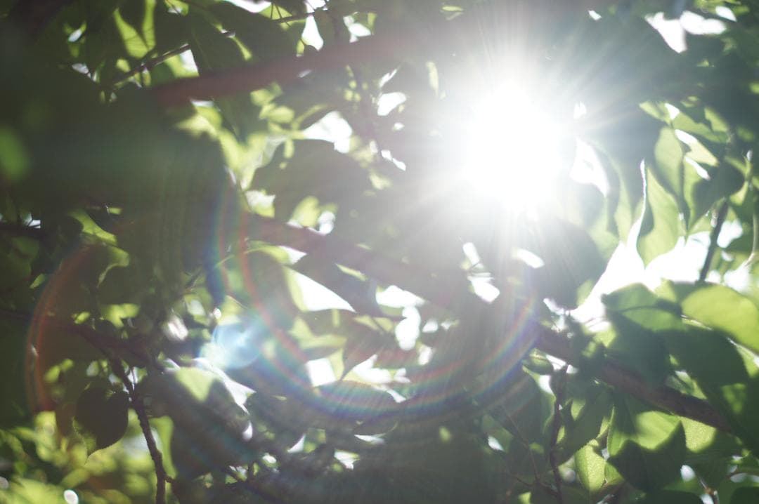 極美フレア_作例有✨ PENTAX スーパータクマー 55mm f1.8 前期型