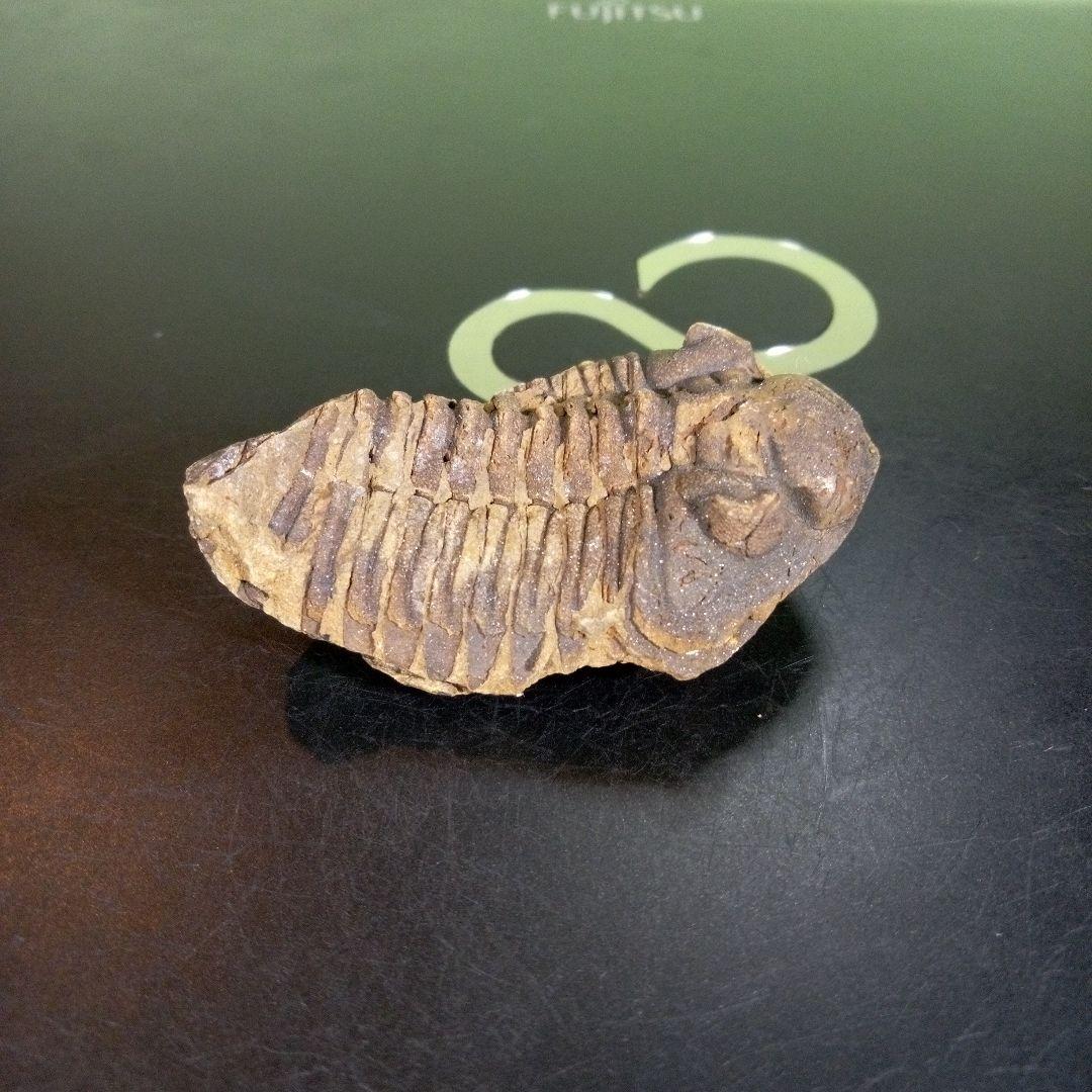 三葉虫　化石　fossil　ボリビア産　trilobite　ノジュール判別⑥
