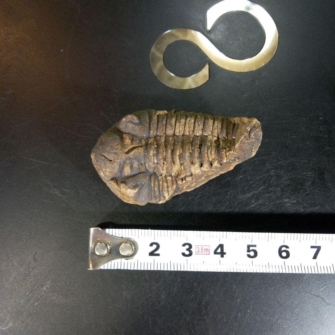 三葉虫　化石　fossil　ボリビア産　trilobite　ノジュール判別⑥