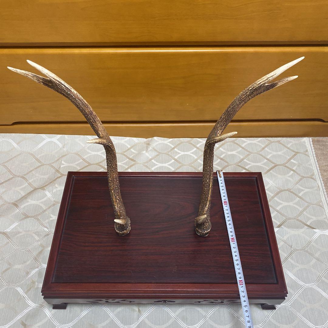 鹿の角　けやき台付き