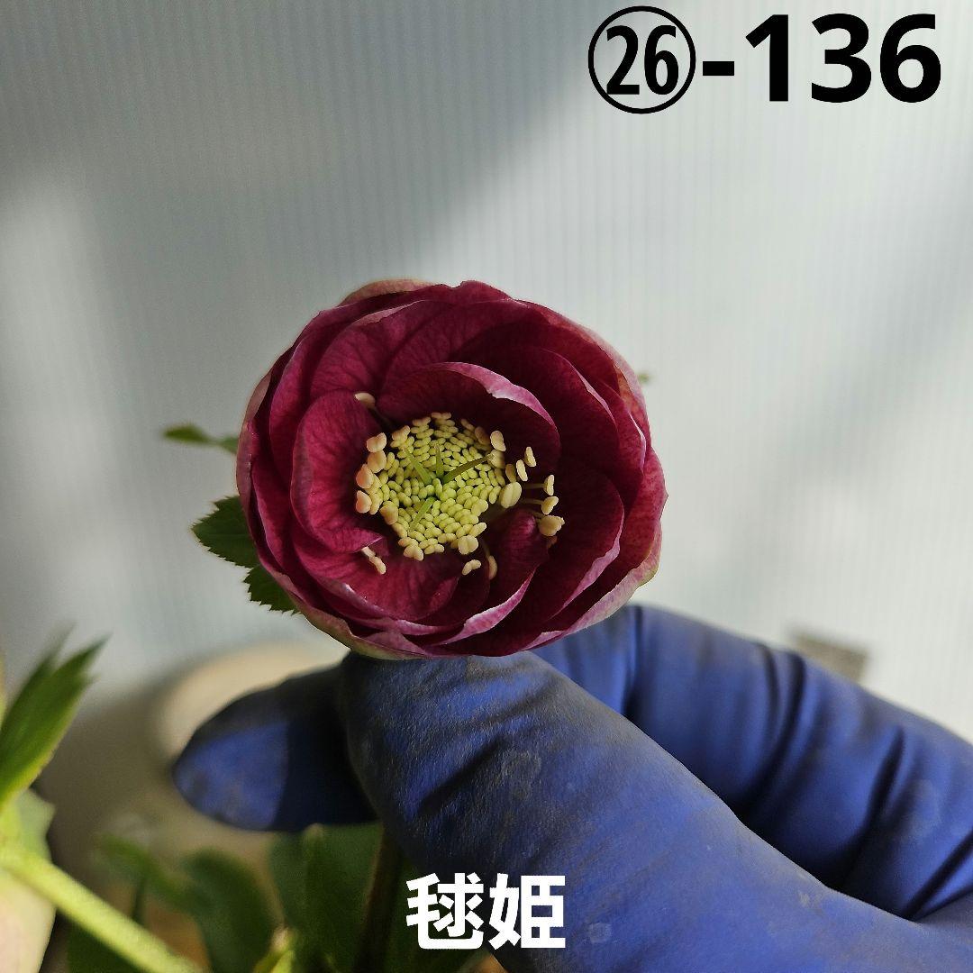 ＊ひまわり＊様ご購入苗㉖-136㉖-184クリスマスローズ