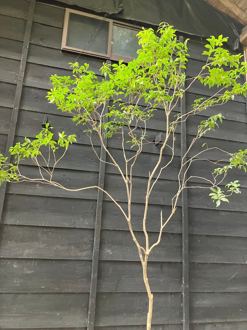 51 山採り　アセビ